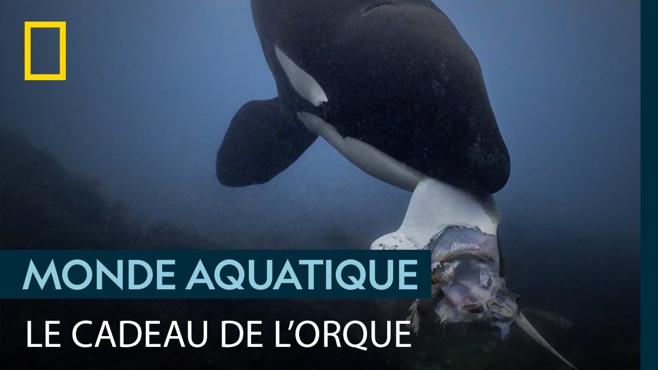 Incroyable : une orque offre son repas &agrave; un plongeur