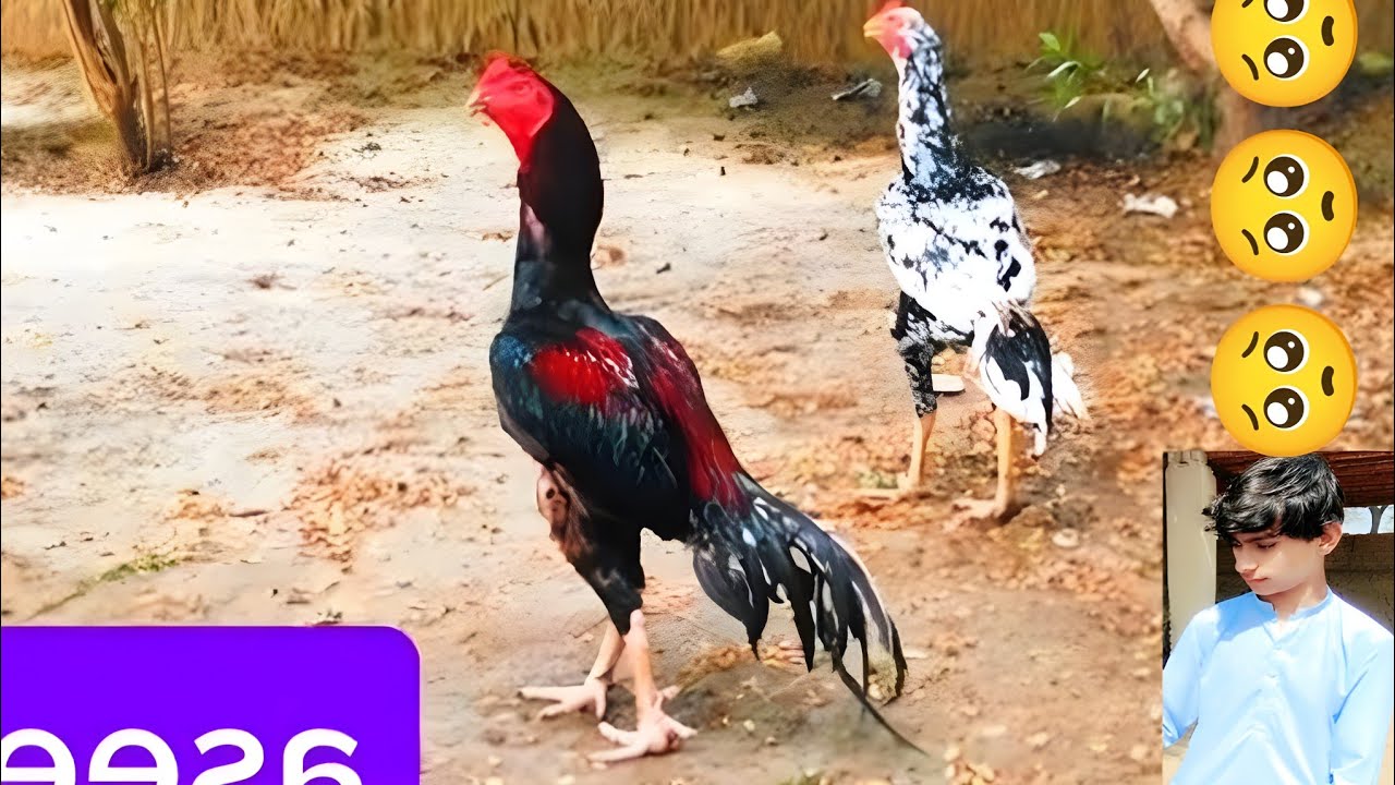 Mainwali Home Breed Aseel Champion Murga👍