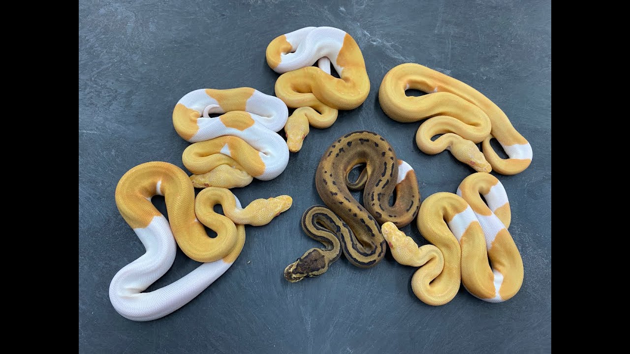 Don't ever tell me the odds (with Ball Python genetics)!