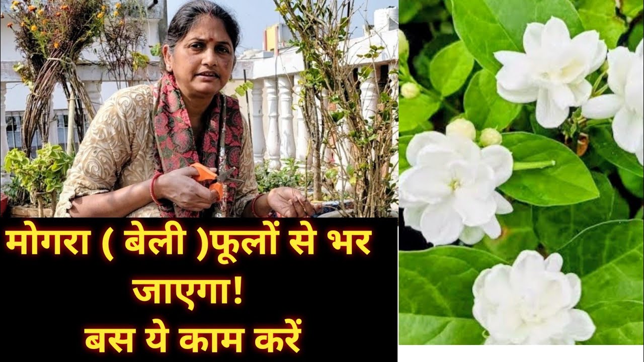 मोगरा (बेली) में पाए ढेरों फुल ,प्रूनिंग ,मिट्टी और फरवरी की खास केयर | KalaSangamYT 