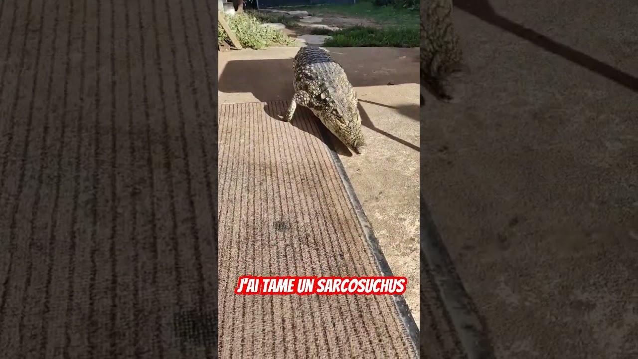 Nilo, notre crocodile du Nil !