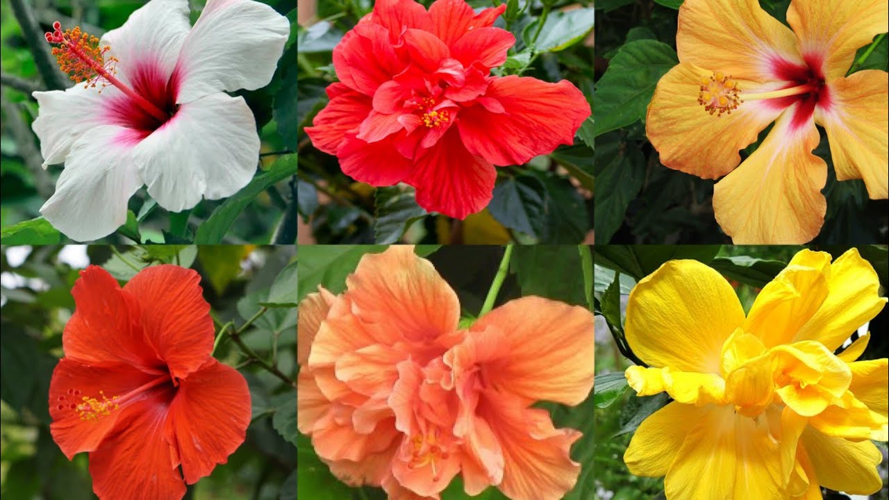 various types of hibiscus flower plant.beautiful collection of hibiscus flower plant.