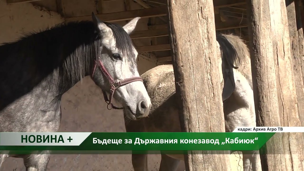 Новина плюс: Бъдеще за Държавния конезавод „Кабиюк“, автори: М. Спасова, Е. Дончева
