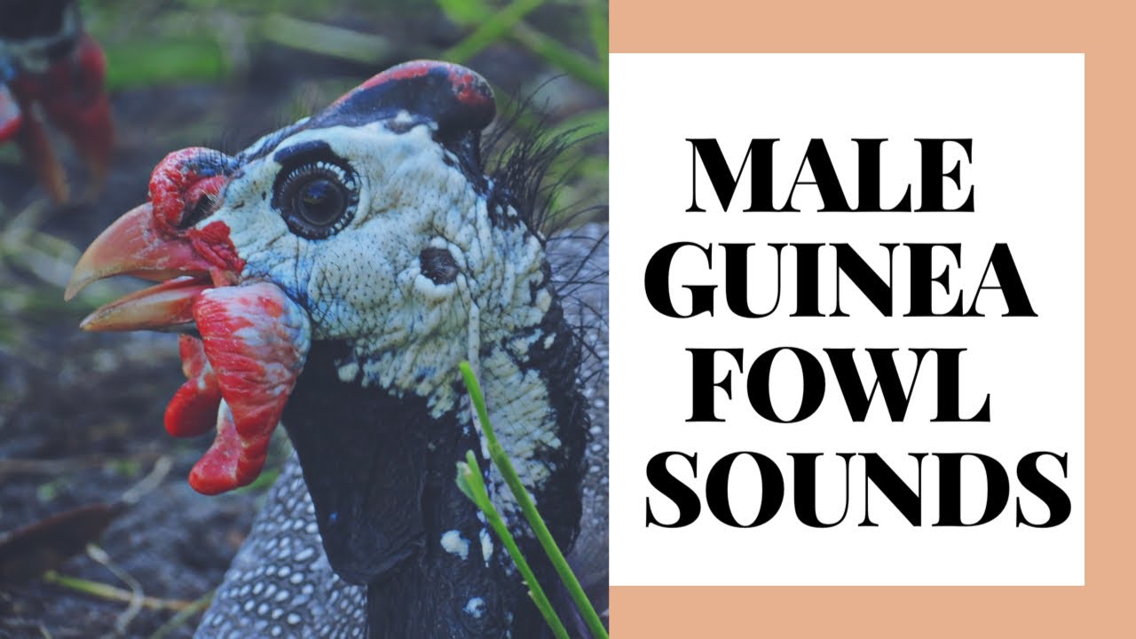 MALE GUINEA FOWL SOUNDS | Short & Sweet Saturday