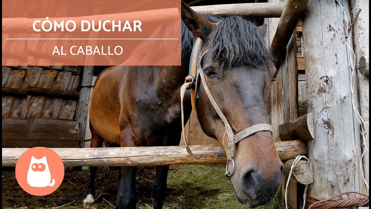 Cómo duchar al caballo