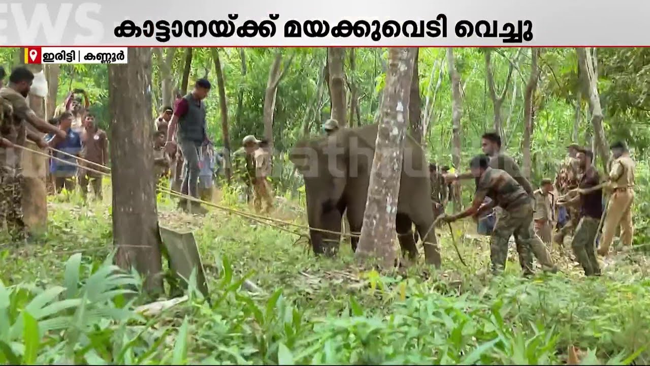 കുങ്കിയാനകൾ വേണ്ടി വന്നില്ല, കുട്ടിയാനയുടെ കാലിൽ വടംകെട്ടി വനംവകുപ്പ് സംഘം | Kannur Elephant