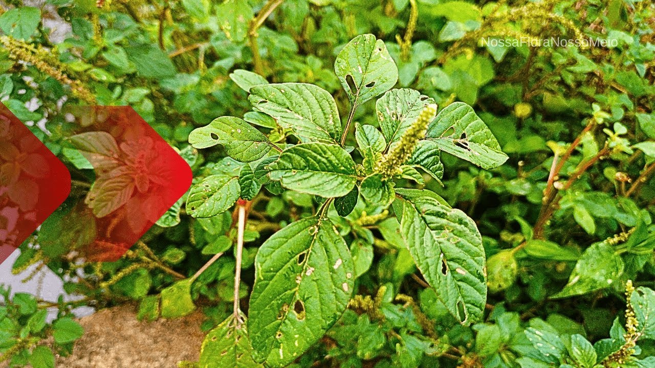 Erva CARURU: voc&ecirc; precisa COMER essa planta aliment&iacute;cia