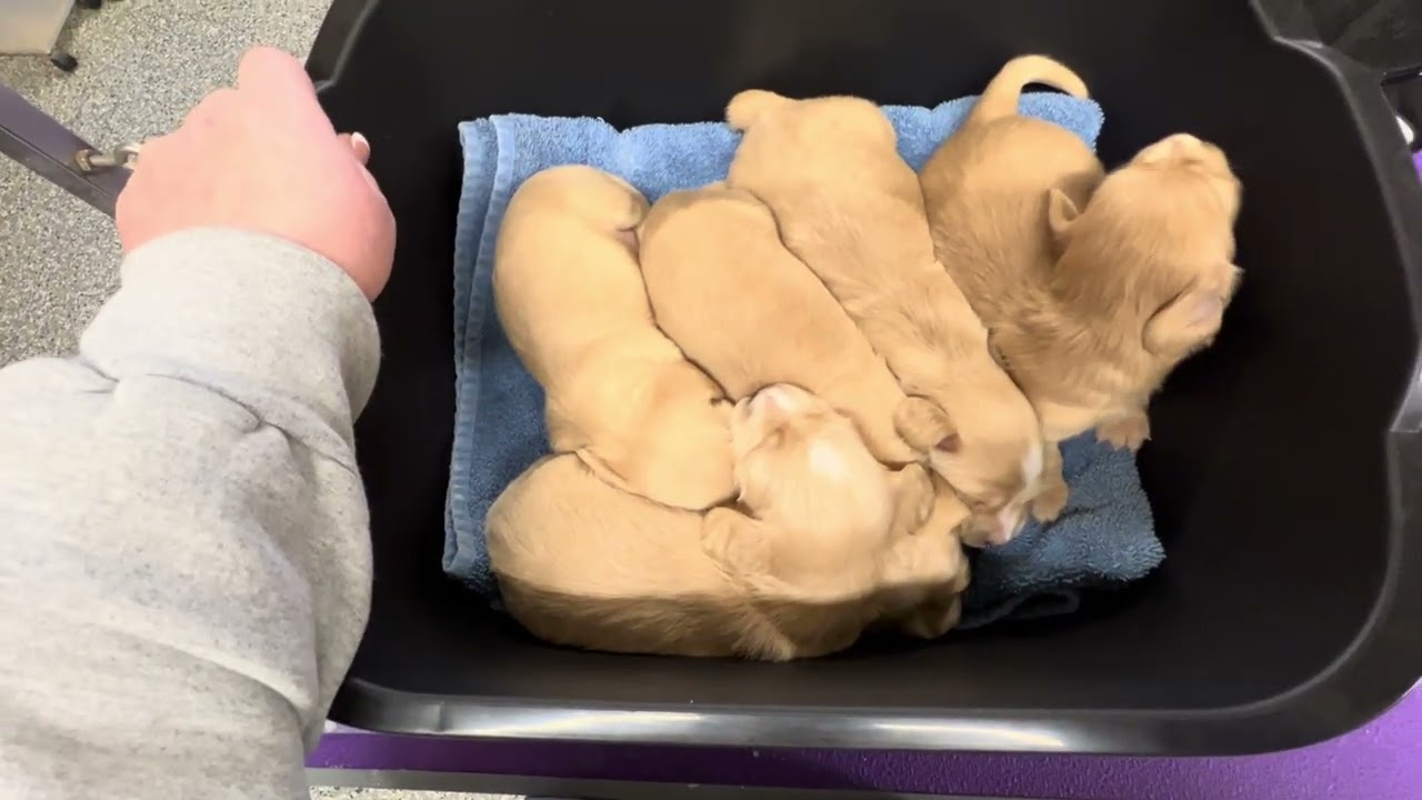 Chanel's A Litter 2.5 Weeks Old