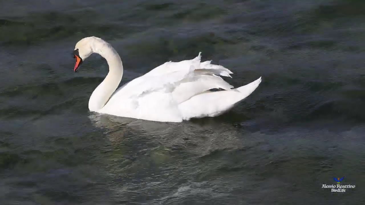 Cigno 4k