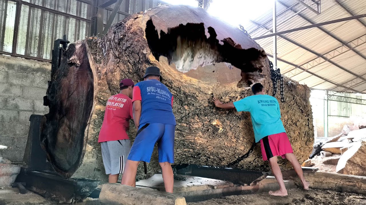 An incredible historical discovery Sawing oak logs 800 M in circumference Sawmill