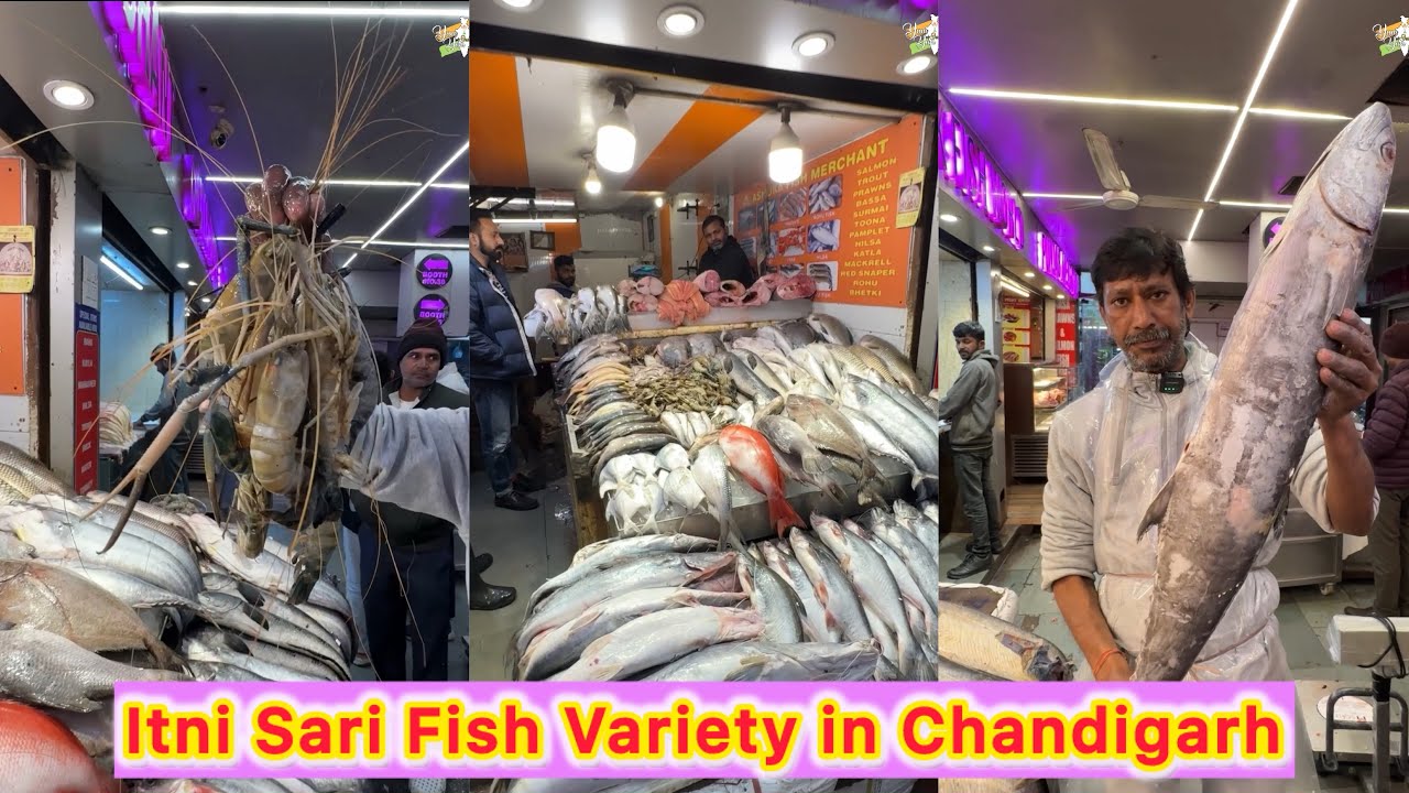 Itni Sari Fish Variety in Chandigarh😍😍 Kabhi dekhi hai itni sari fishes🤩🤩