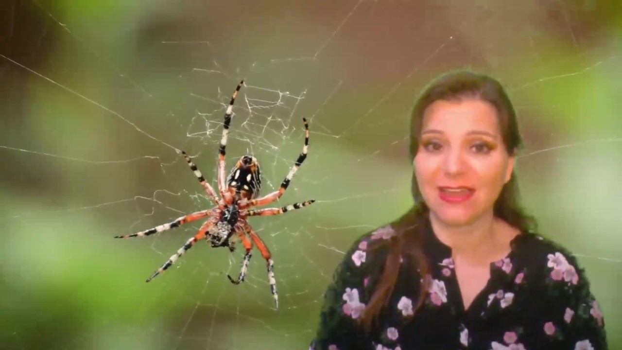 Introducción al Filo Artrópoda