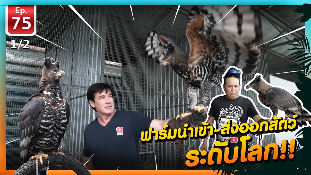 Animal farm ฟาร์มนำเข้า-ส่งออกสัตว์ ระดับโลก - เพื่อนรักสัตว์เอ้ย EP.75 [1/2]