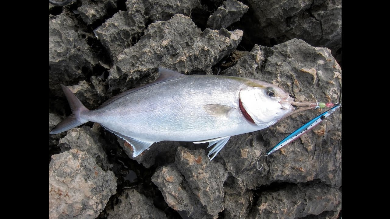 Shore jigging. Two Greater Amberjacks (Felun, Seriola dumerili). 05.05.2016