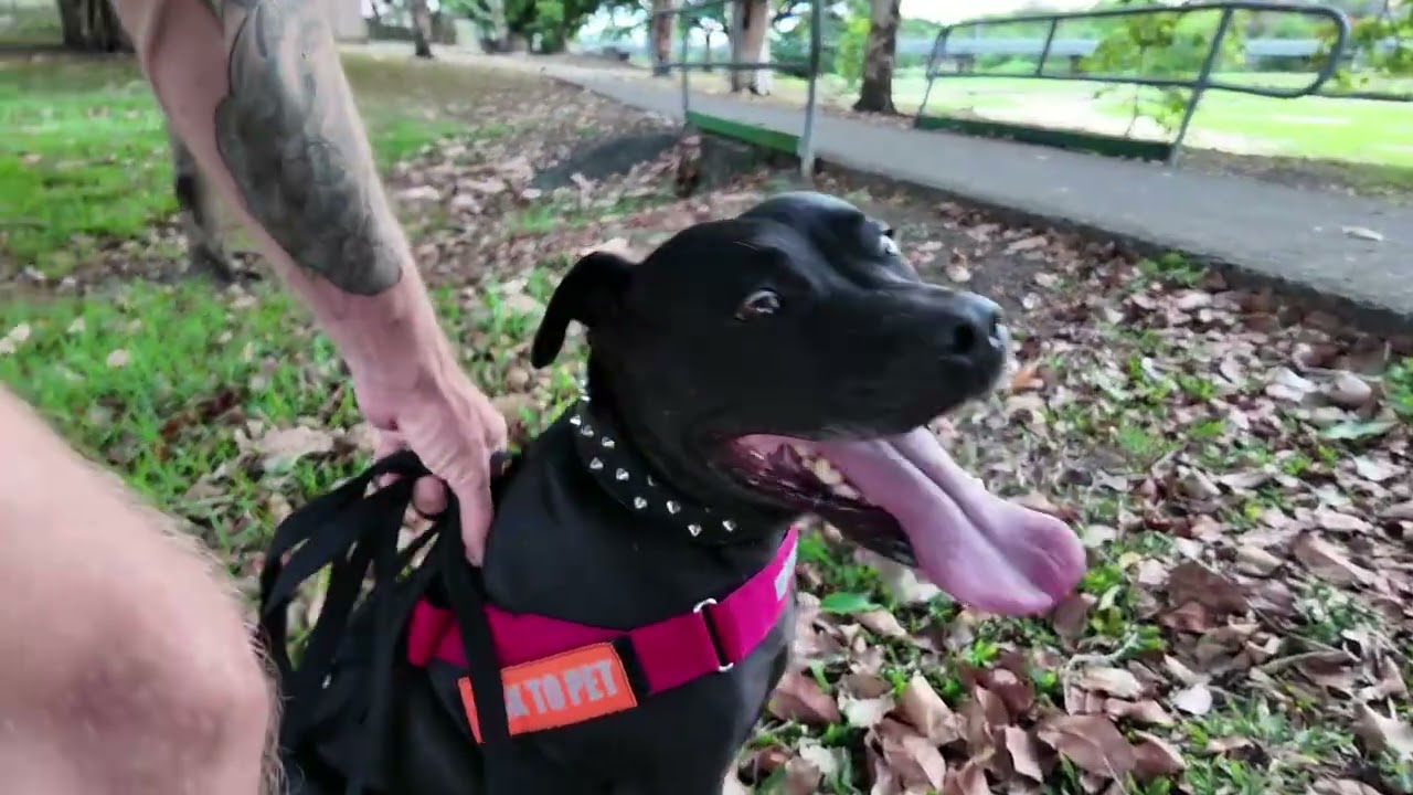 Goosies Walk + Max’s Hose-Down