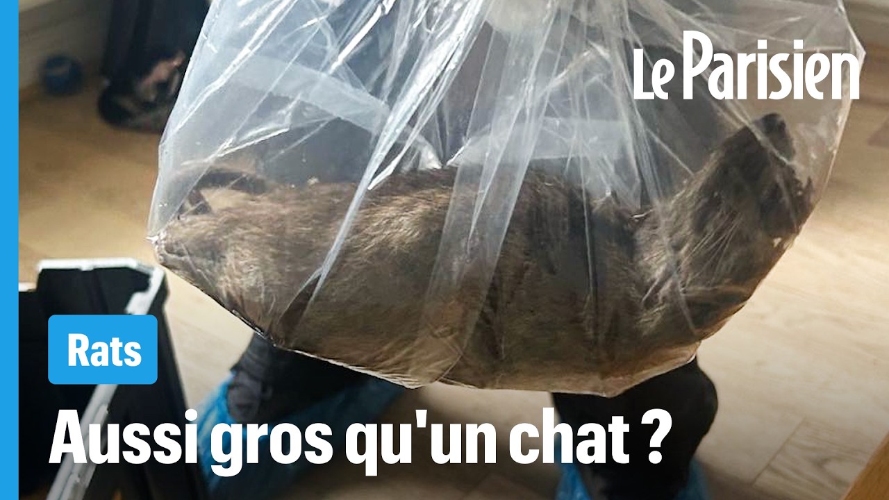 Pourquoi les rats paraissent de plus en plus gros