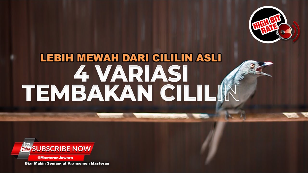 🔴Masteran Cililin 4 Variasi Tembakan Materi Srigunting Abu Abu Isian Cililin Mewah Banget