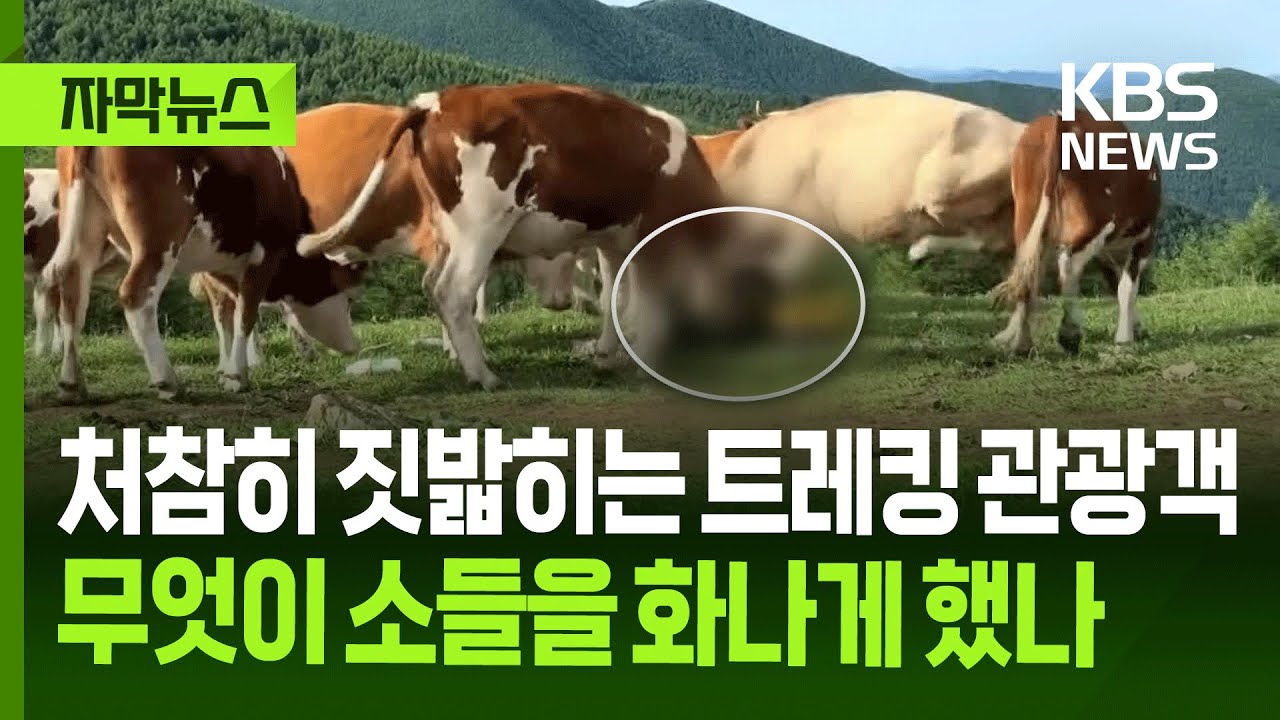 [자막뉴스] 처참히 짓밟히는 트레킹 관광객...무엇이 소들을 화나게 했나 / KBS 2025.08.01.