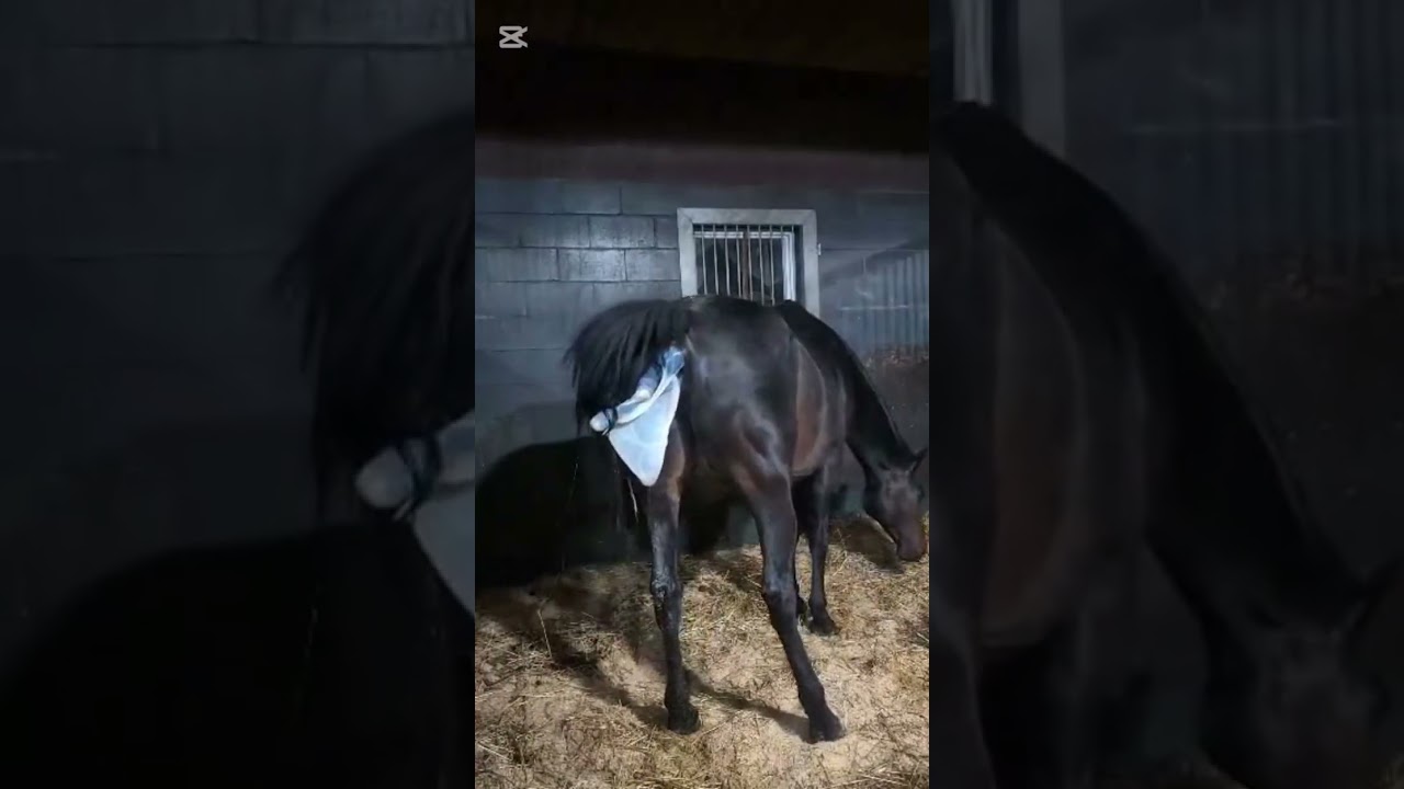 Witness the birth of miss Vienna! 😊