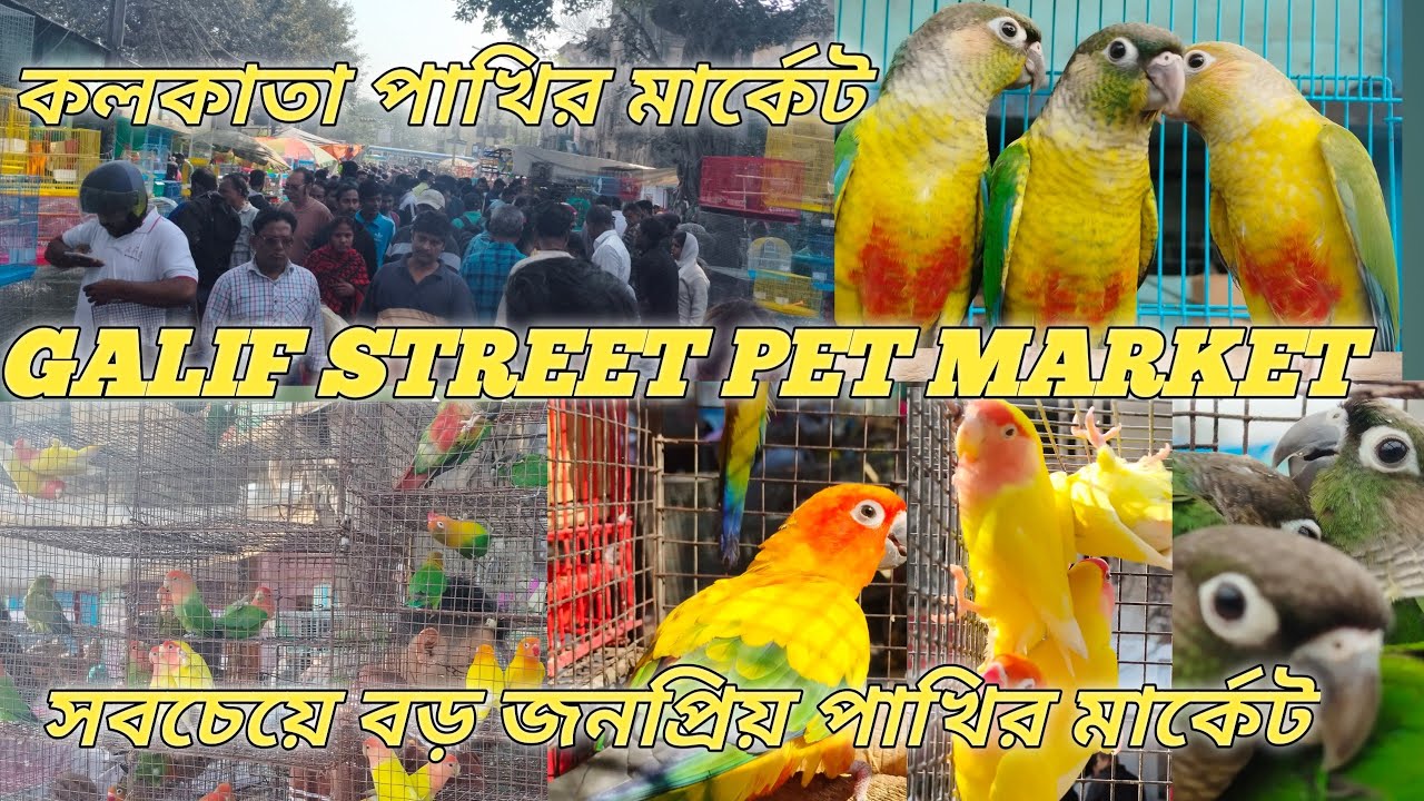 KOLKATA GALIF STREET PET MARKET BIRD PRICE UPDATE 8th February পশ্চিমবঙ্গের জনপ্রিয় পাখির মার্কেট