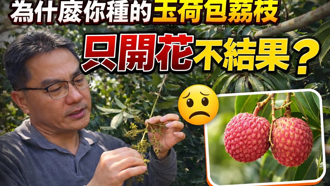 今年「玉荷包」荔枝疏花，教你用竹掃把搞定一切！￼2026年2月21日