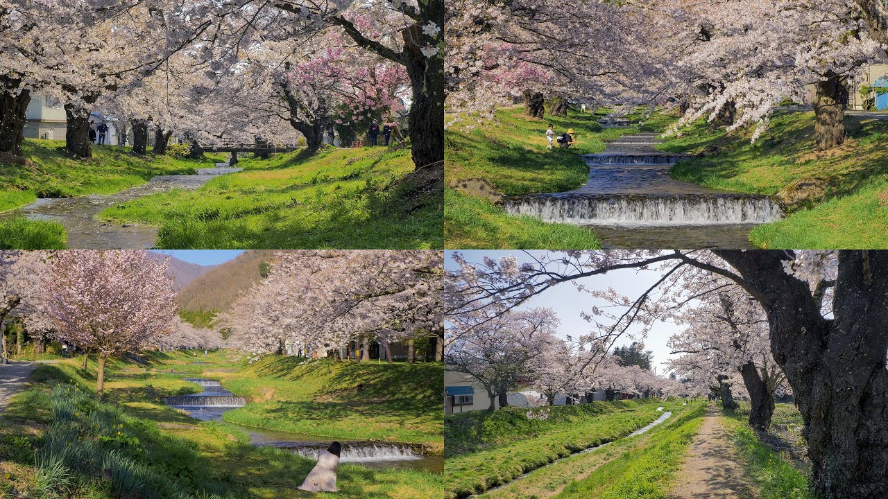 [ 4K ] 観音寺川（福島県 猪苗代町）の桜並木 Row of cherry blossom trees along the Kannon-ji-temple river in Fukushima