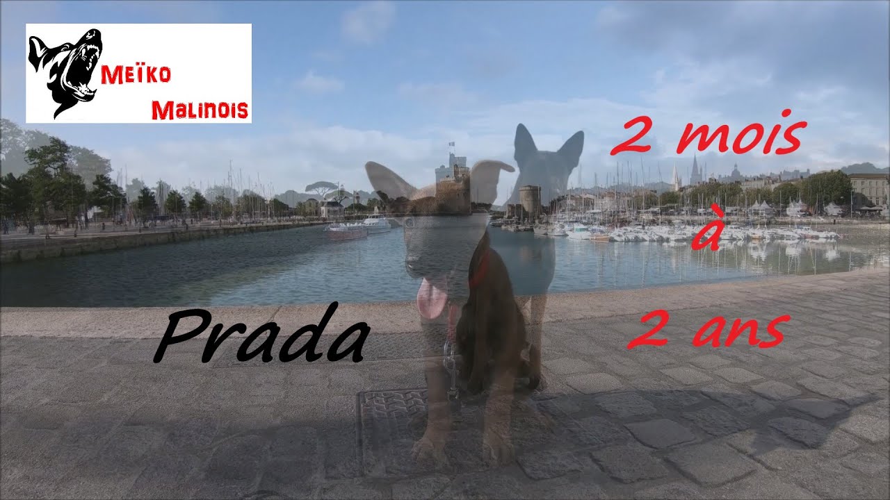 Malinois Evolution de 2 mois à 2 ans
