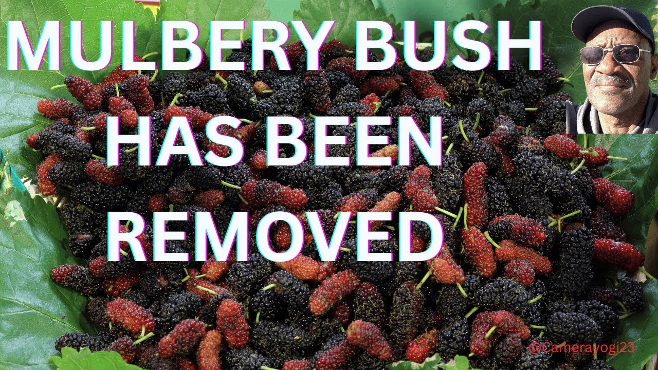 MULBERY BUSH HAS BEEN REMOVED