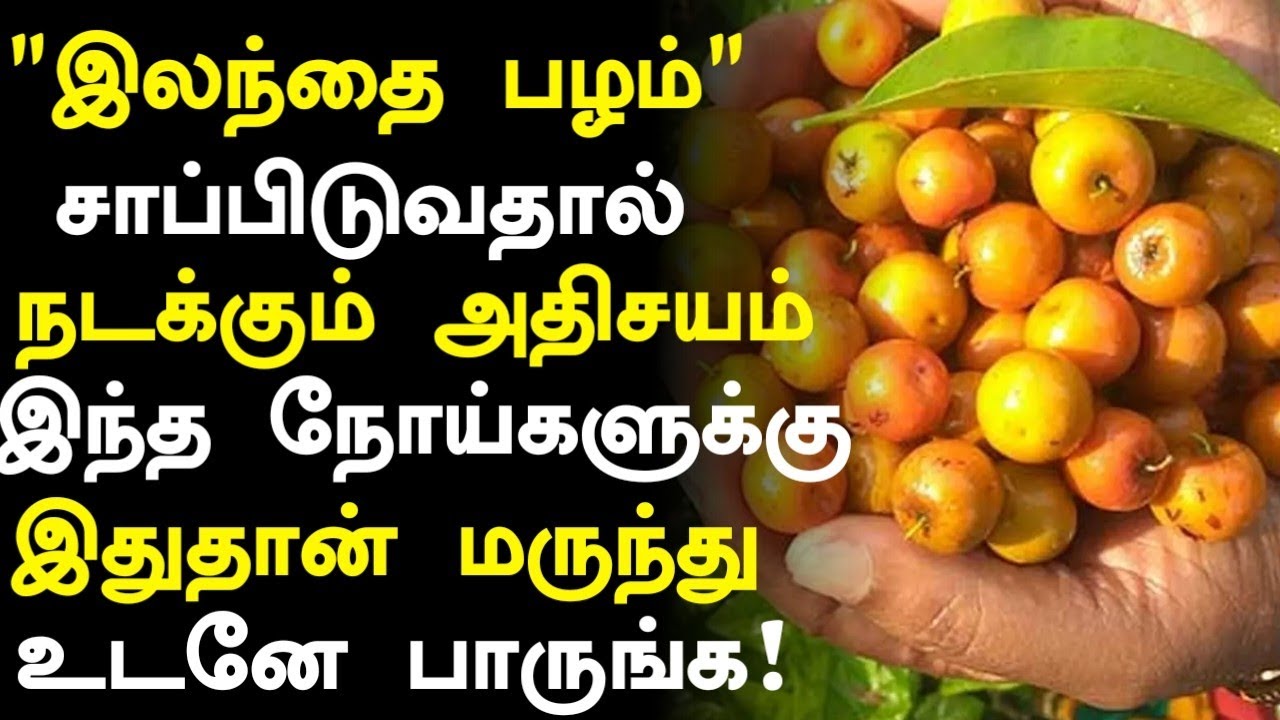 இலந்தை பழம் மருத்துவ நன்மைகள்! | Elantha Pazham Benefits in Tamil |Jujube Fruit Health Tips in Tamil