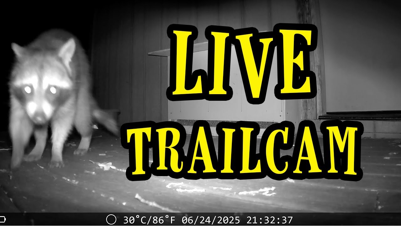 WHO IS COMING TO DINNER | LIVE TRAILCAM