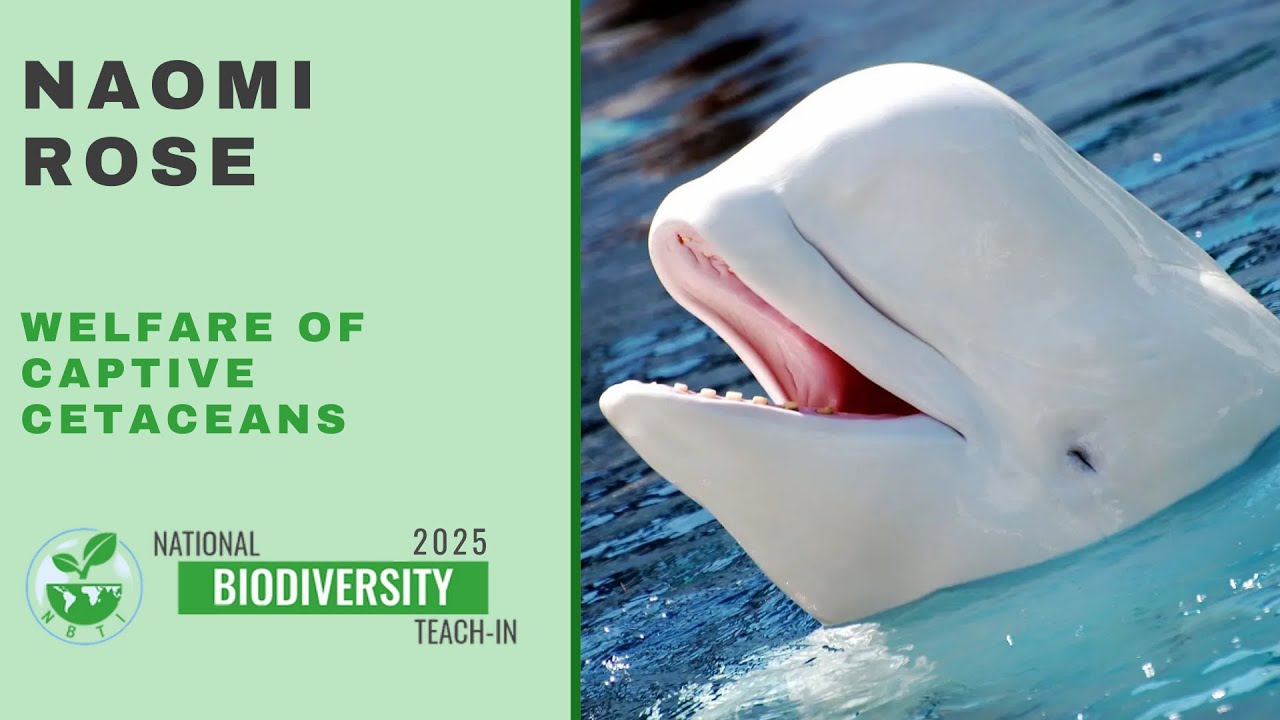 Naomi Rose (PHD) -  Welfare of Captive Cetaceans