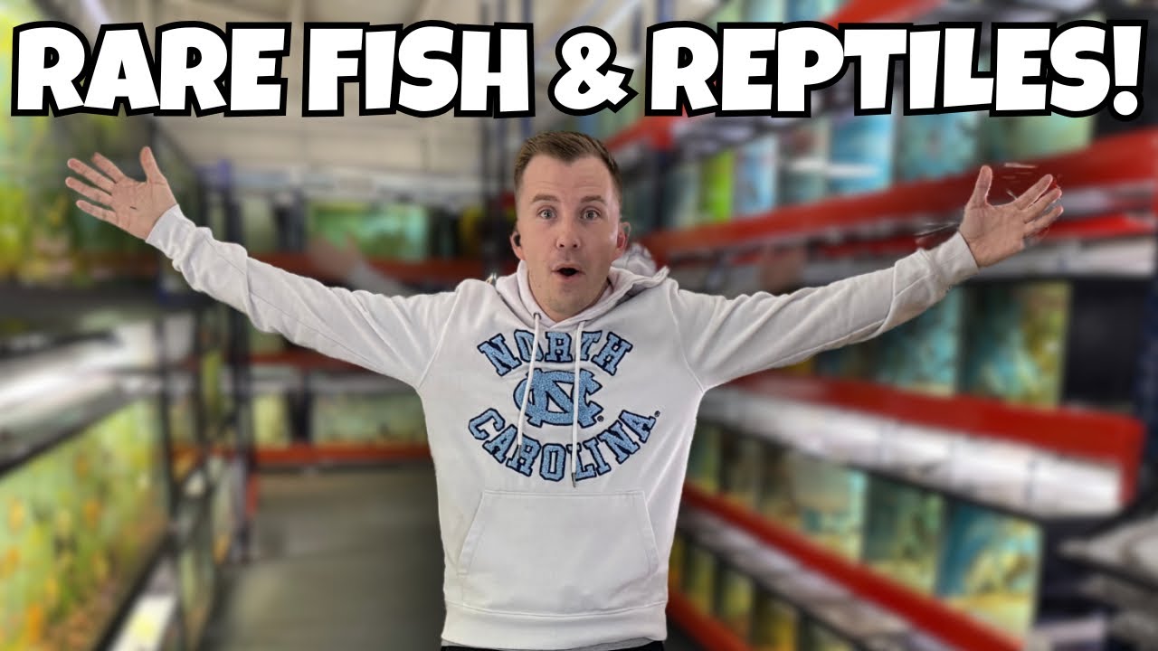 МЕГАМАГАЗИН РЕДКИХ РЫБ И РЕПТИЛИЙ! 450 аквариумов - Datz Cichlids & Reptiles ПОЛНЫЙ ТУР