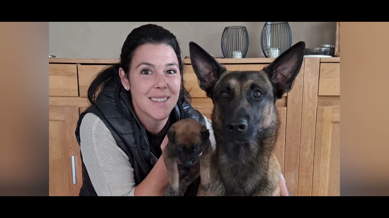 C-Wurf Malinois vom Seelenfeuer 4. Lebenswoche 