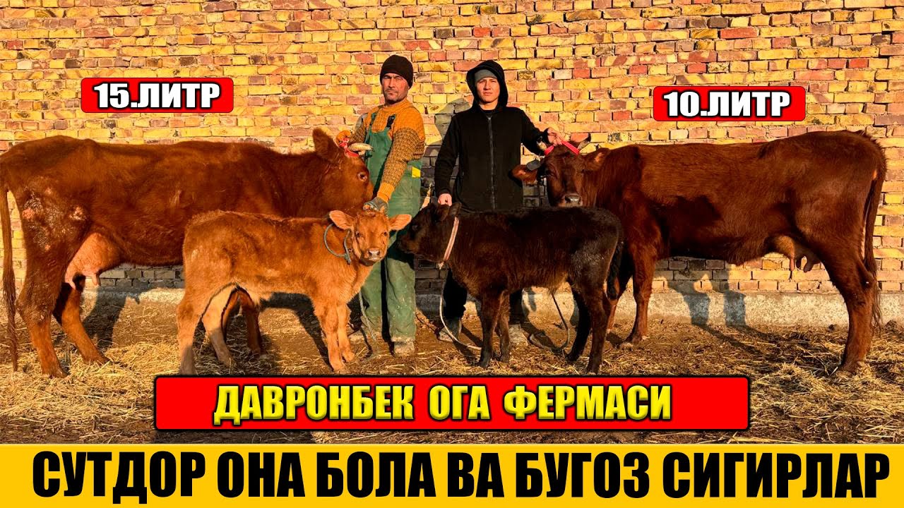 СУТДОР ОНА БОЛА ВА БУГОЗ СИГИРЛАР ФЕРМА ХОНАДАН 28-01-2026