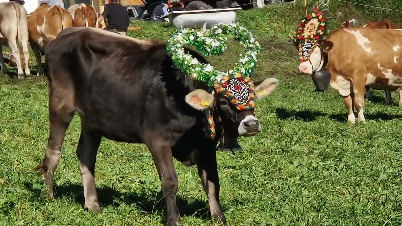 hier werden die k&uuml;he f&uuml;r den Almabtrieb vorbereitet mit kopfschmuck,und glocken umgeh&auml;ngt