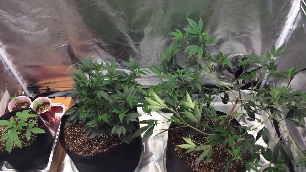 S: 02 EP: 08 LED Grow update (GSC mid flush) / Veg update