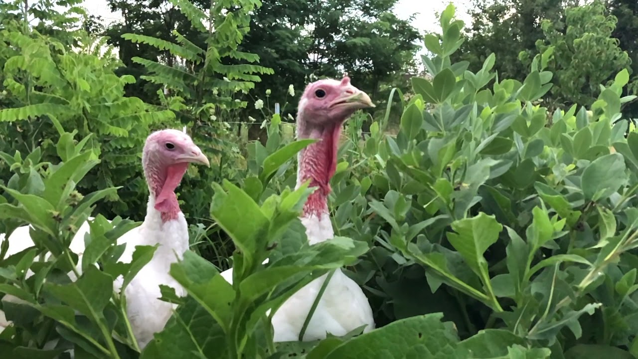 Free Range Turkey | ZOE Farms