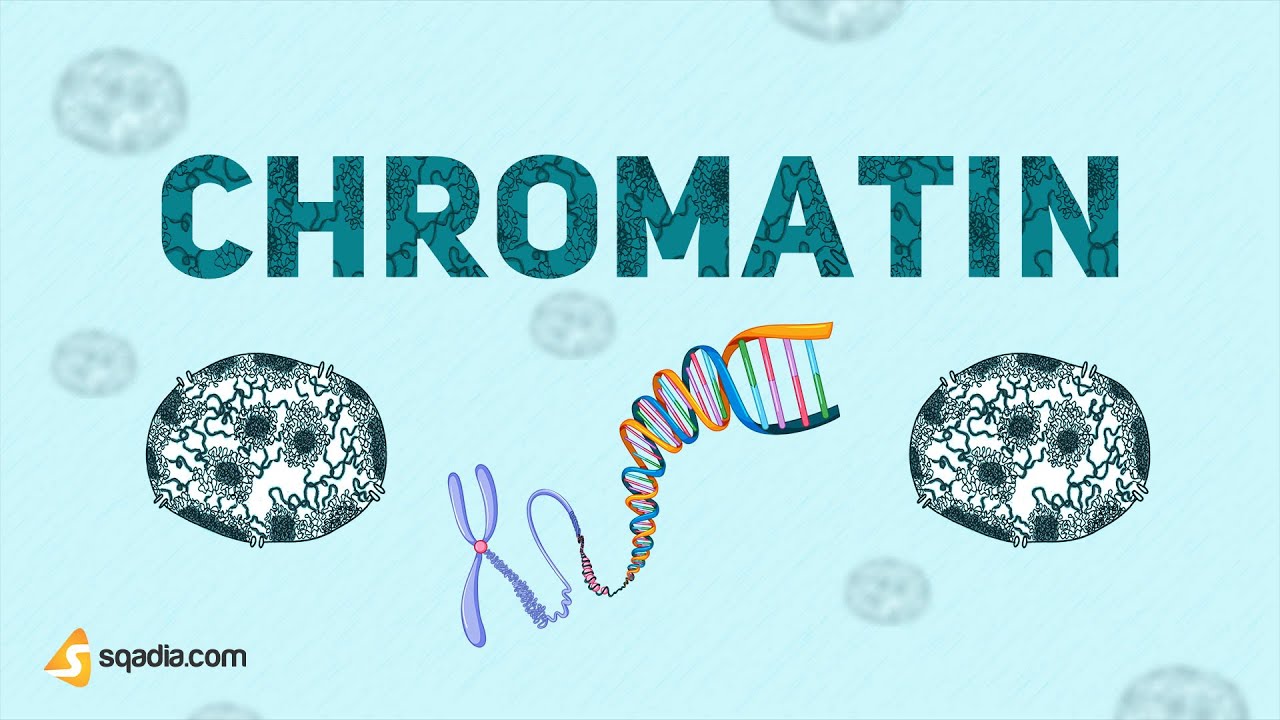 Chromatin | Cell Biology