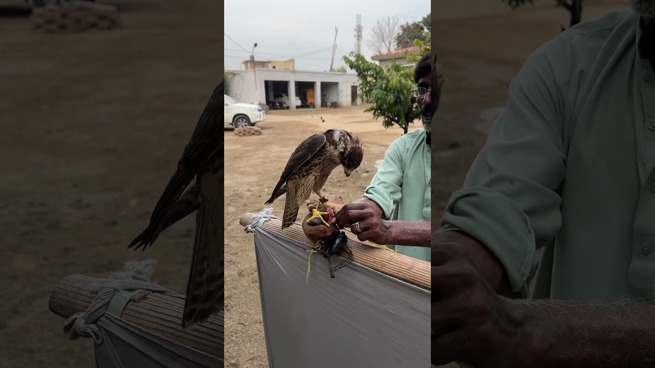 Feeding peregrine falcon #birdhunting #falconry #birdconservation #huntingskills #wilwill life l