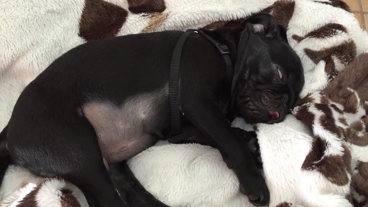 09. Puppy black pug : Dreaming food😂