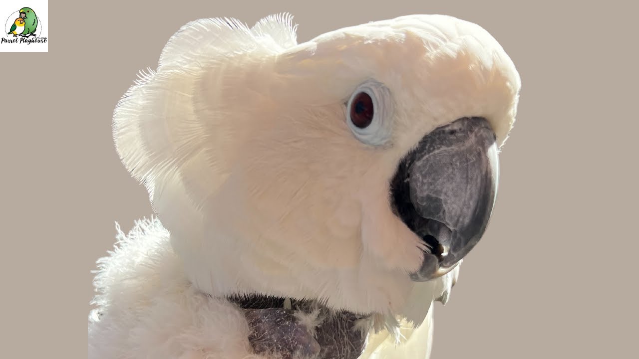 Waiting on New Medical Test Results for Victoria Cockatoo