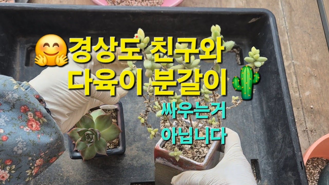 전동금 분갈이 경상도 친구와 함께~