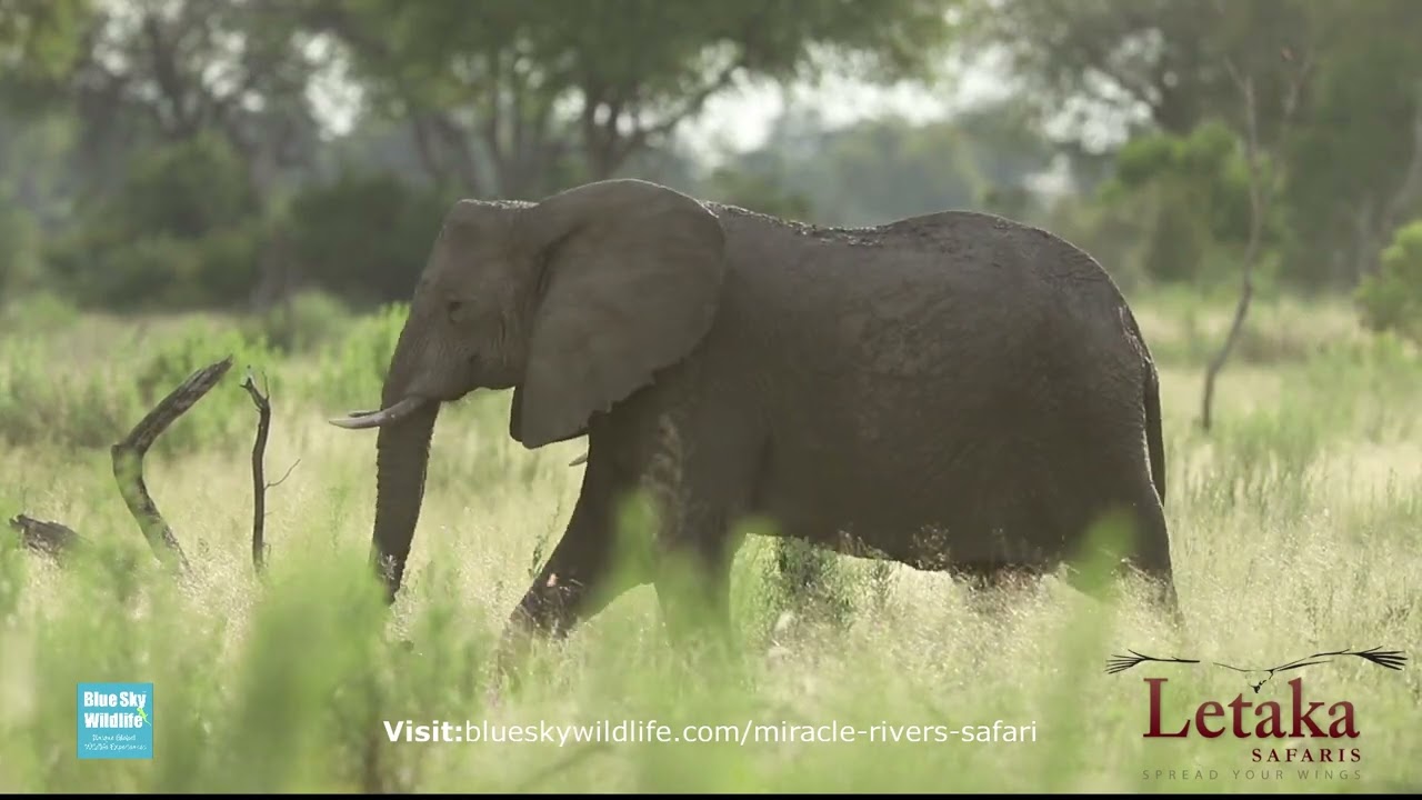 Okavango Miracle Rivers Safari, Botswana - Letaka Safaris | Blue Sky Wildlife