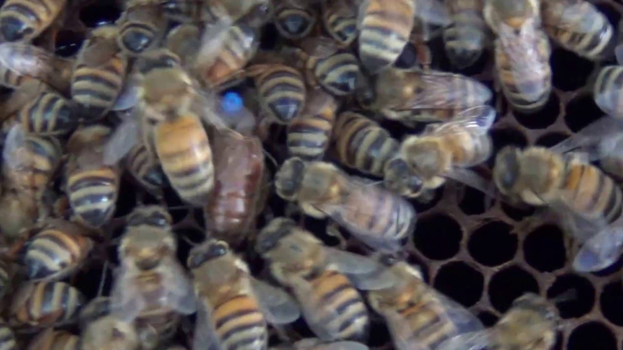 Пчеломатки ИО  Червление матки после инструментального осеменения  Queen bees artificial inseminatio