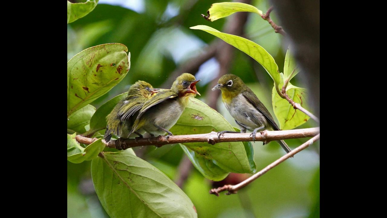 Khuy&ecirc;n con re - Gọi chim bổi về lồng bẫy