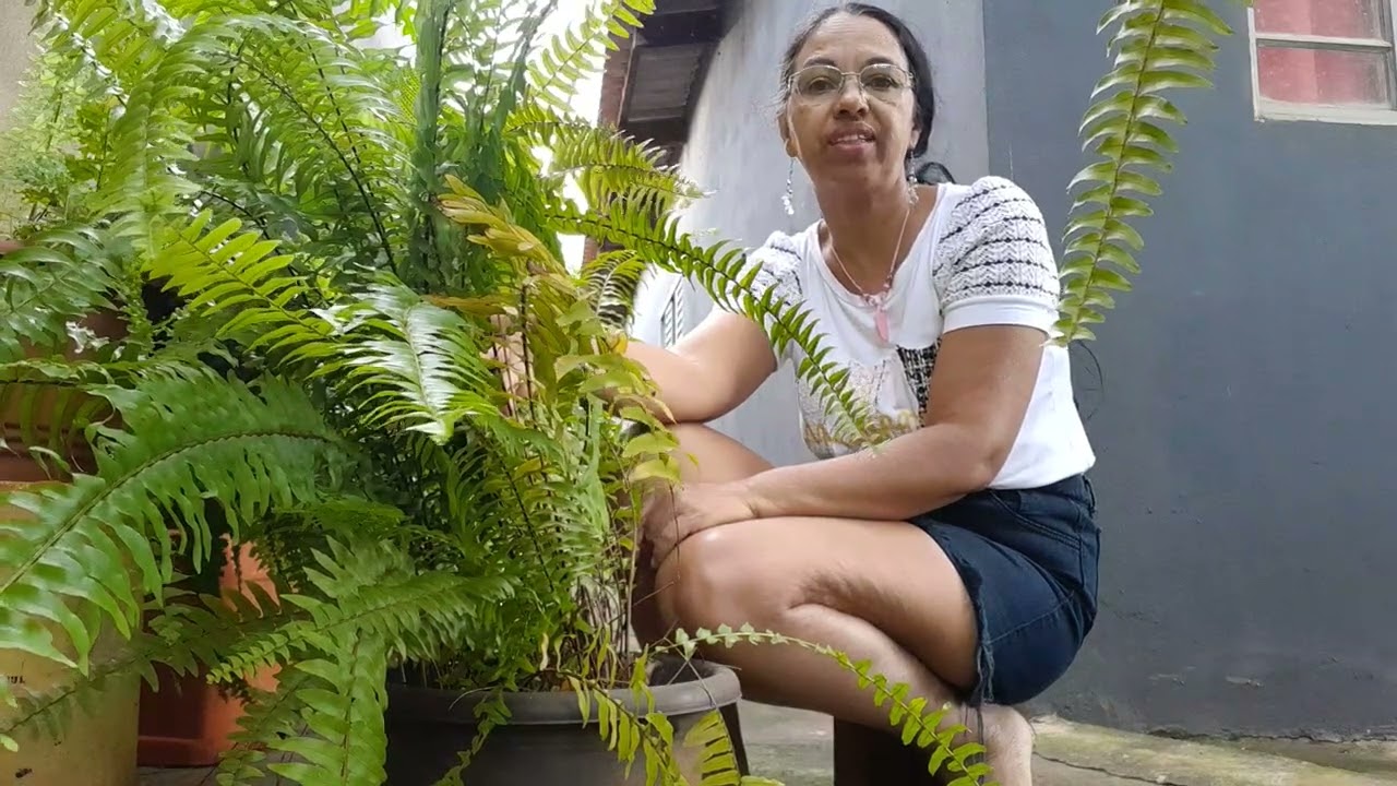 Vídeo novos de prantas 