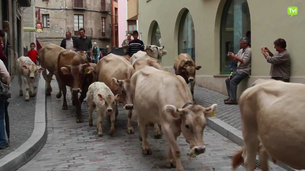 LA TRANSHUMÀNCIA PASSA PER CAMPRODON - VALLDECAMPRODONTV.COM