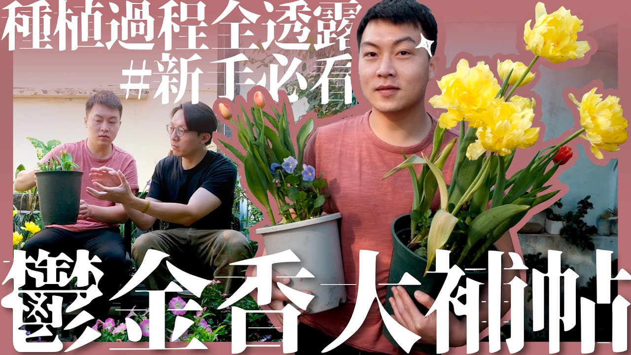 綠手指入門必看｜鬱金香種植大補帖，種植過程前、中、後全透露！#鬱金香 #種植 #球根