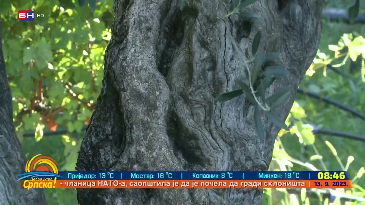 Maslinjak manastira Tvrdoš broji preko 1600 stabala, najstarija maslina stara je preko 350 godina