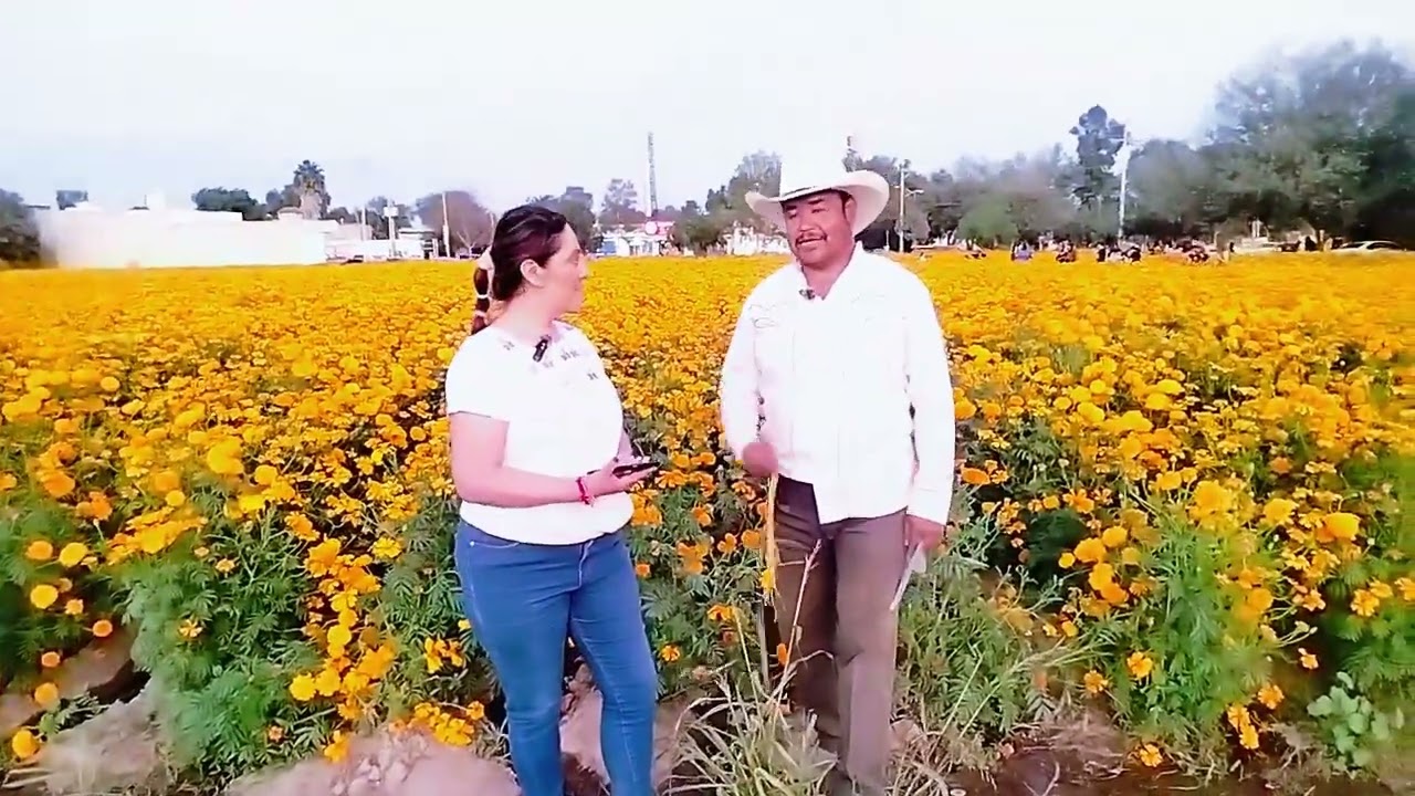 Flor de Cempasúchil en Jesús María Aguascalientes